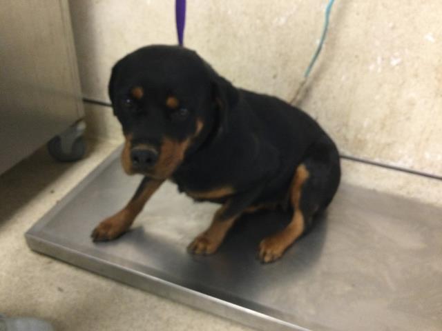 Shelter Stray Female Dog last seen Near BLOCK FOX RD, PERRIS, CA, 6851 Van Buren Boulevard, Jurupa Valley, CA 92509, USA