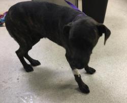 Shelter Stray Male Dog last seen Near BLOCK PIONEER DR, JURUPA VALLEY, CA, 6851 Van Buren Boulevard, Jurupa Valley, CA 92509, USA