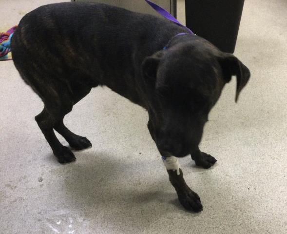 Shelter Stray Male Dog last seen Near BLOCK PIONEER DR, JURUPA VALLEY, CA, 6851 Van Buren Boulevard, Jurupa Valley, CA 92509, USA