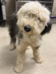 Shelter Stray Male Dog last seen Near BLOCK MCPHERSON RD, PERRIS, CA, 6851 Van Buren Boulevard, Jurupa Valley, CA 92509, USA