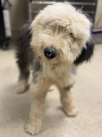 Shelter Stray Male Dog last seen Near BLOCK MCPHERSON RD, PERRIS, CA, 6851 Van Buren Boulevard, Jurupa Valley, CA 92509, USA