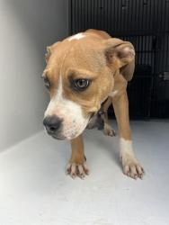 Shelter Stray Female Dog last seen CONFINED ON GARDEN, 2600 NE Perry Ave, Peoria, IL 61603, USA