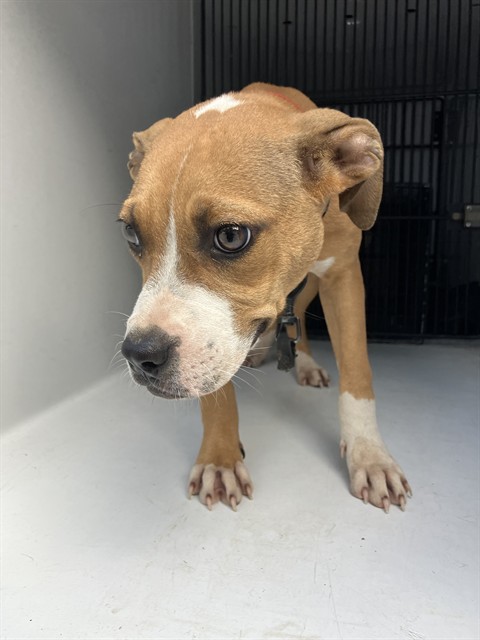 Shelter Stray Female Dog last seen CONFINED ON GARDEN, 2600 NE Perry Ave, Peoria, IL 61603, USA
