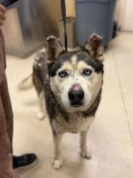 Shelter Stray Male Dog last seen Near BLOCK CONTAY WAY, JURUPA VALLEY, CA, 6851 Van Buren Boulevard, Jurupa Valley, CA 92509, USA
