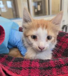 Shelter Stray Male Cat last seen 136TH & 27TH BARR LAKE RV PARK, 12155 Park Blvd, Brighton, CO 80601, USA
