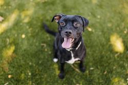 Shelter Stray Female Dog last seen Near BLOCK W MURRAY TAYLORSVILLE RD, TAYLORSVILLE UT 84123, 4522 W 3500 S, West Valley City, UT 84120, USA