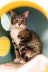 Shelter Stray Female Cat last seen Near BLOCK S MERIDIAN CIR, 4522 W 3500 S, West Valley City, UT 84120, USA