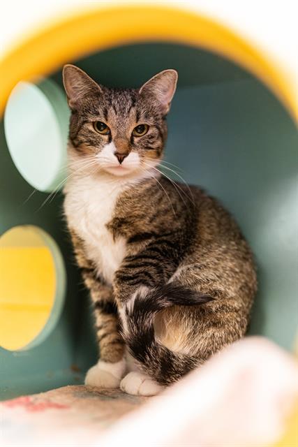 Shelter Stray Female Cat last seen Near BLOCK S MERIDIAN CIR, 4522 W 3500 S, West Valley City, UT 84120, USA