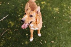Shelter Stray Female Dog last seen Near BLOCK N 1200, 4522 W 3500 S, West Valley City, UT 84120, USA