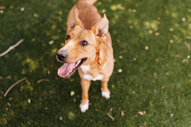 Shelter Stray Female Dog last seen Near BLOCK N 1200, 4522 W 3500 S, West Valley City, UT 84120, USA