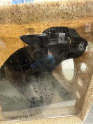 Shelter Stray Unknown Cat last seen Near BLOCK S JOHN WAY, 4522 W 3500 S, West Valley City, UT 84120, USA