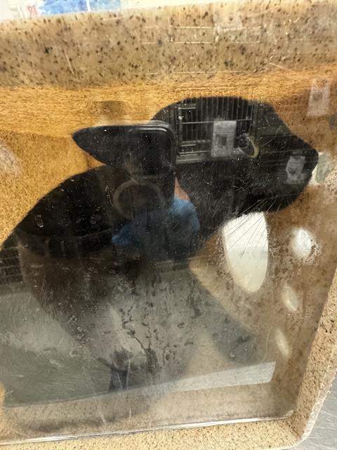 Shelter Stray Unknown Cat last seen Near BLOCK S JOHN WAY, 4522 W 3500 S, West Valley City, UT 84120, USA