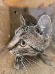 Shelter Stray Female Cat last seen Near BLOCK S JOHN WAY, 4522 W 3500 S, West Valley City, UT 84120, USA