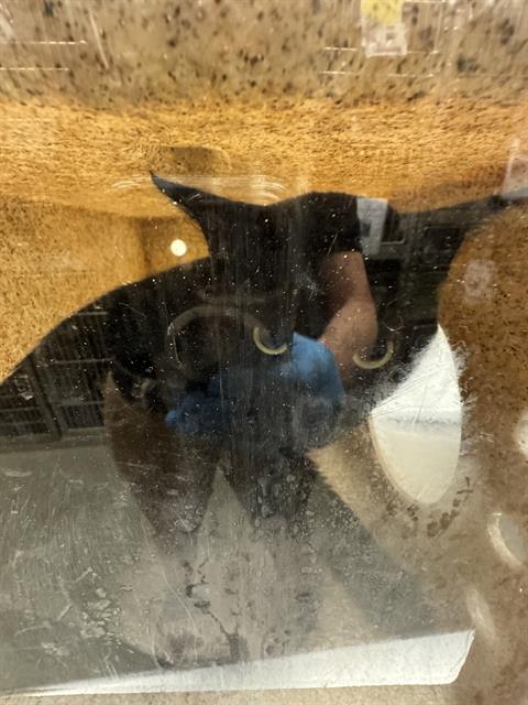 Shelter Stray Unknown Cat last seen Near BLOCK S JOHN WAY, 4522 W 3500 S, West Valley City, UT 84120, USA