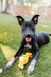 Shelter Stray Male Dog last seen Near BLOCK W 2320 S, WEST VALLEY CITY UT 84119, 4522 W 3500 S, West Valley City, UT 84120, USA