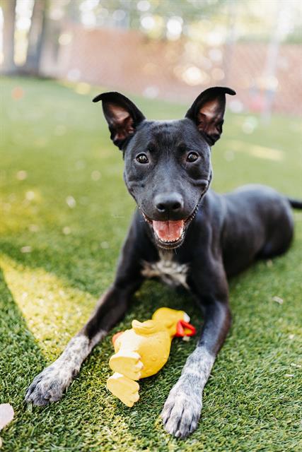 Shelter Stray Male Dog last seen Near BLOCK W 2320 S, WEST VALLEY CITY UT 84119, 4522 W 3500 S, West Valley City, UT 84120, USA