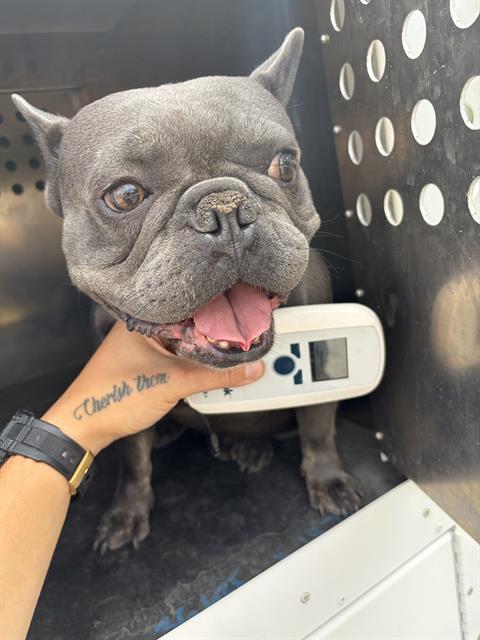 Shelter Stray Male Dog last seen Near BLOCK W WESTPOINT DR, WEST VALLEY CITY UT 84120, 4522 W 3500 S, West Valley City, UT 84120, USA