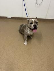 Shelter Stray Female Dog last seen WHITMAN ST, 16 Barnes Ct, Hayward, CA 94544, USA