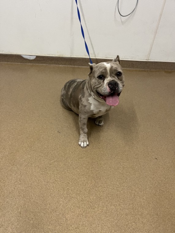 Shelter Stray Female Dog last seen WHITMAN ST, 16 Barnes Ct, Hayward, CA 94544, USA