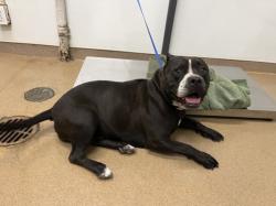 Shelter Stray Female Dog last seen WHITMAN ST, 16 Barnes Ct, Hayward, CA 94544, USA