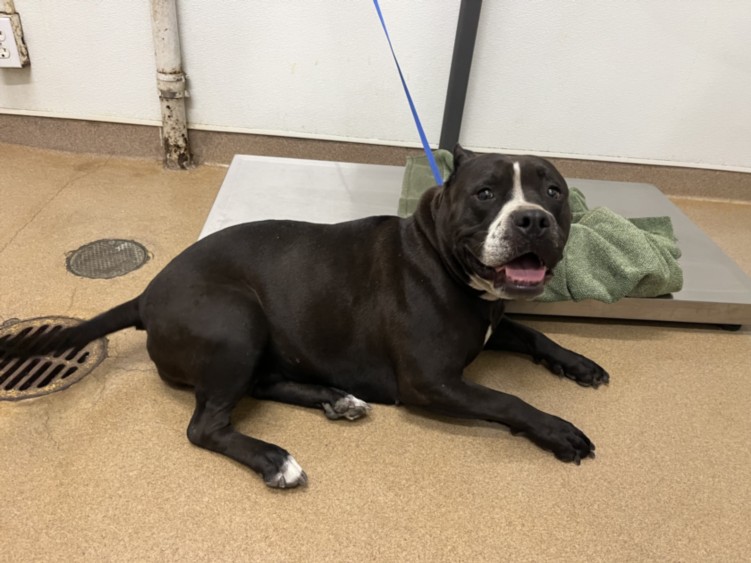 Shelter Stray Female Dog last seen WHITMAN ST, 16 Barnes Ct, Hayward, CA 94544, USA