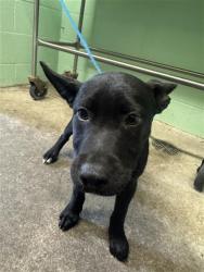 Shelter Stray Male Dog last seen RIVERSIDE BLVD & 43RD AVE, 2127 Front St, Sacramento, CA 95818, USA