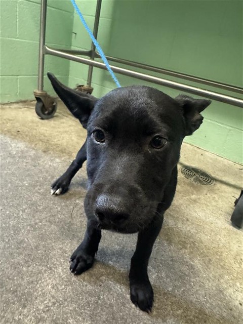 Shelter Stray Male Dog last seen RIVERSIDE BLVD & 43RD AVE, 2127 Front St, Sacramento, CA 95818, USA