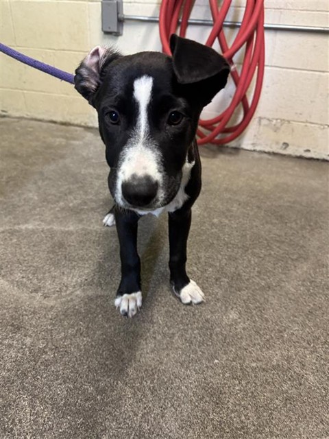 Shelter Stray Female Dog last seen RIVERSIDE BLVD & 43RD AVE, 2127 Front St, Sacramento, CA 95818, USA