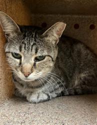 Shelter Stray Male Cat last seen HELMSMAN WAY & WATERWHEEL DR, 2127 Front St, Sacramento, CA 95818, USA