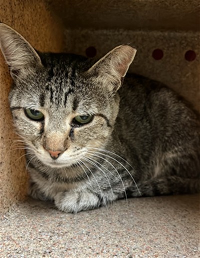 Shelter Stray Male Cat last seen HELMSMAN WAY & WATERWHEEL DR, 2127 Front St, Sacramento, CA 95818, USA