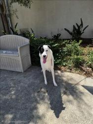 Shelter Stray Female Dog last seen , 957 N Gaffey St, San Pedro, CA 90731, USA