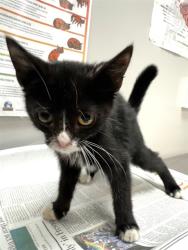 Shelter Stray Female Cat last seen Near BLOCK W FLORIDA AVE, HEMET, CA, 581 S Grand Ave, San Jacinto, CA 92582, USA