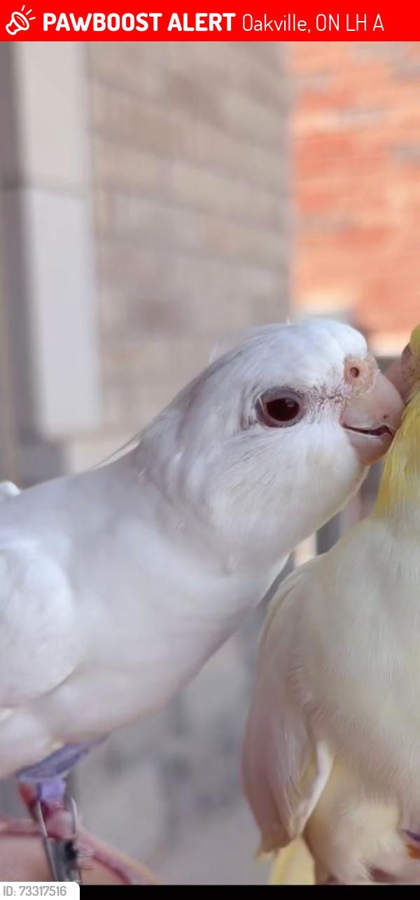 Lost Female Bird last seen 8th line and dundas, Oakville, ON L6H 0A4