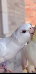 Lost Female Bird last seen 8th line and dundas, Oakville, ON L6H 0A4