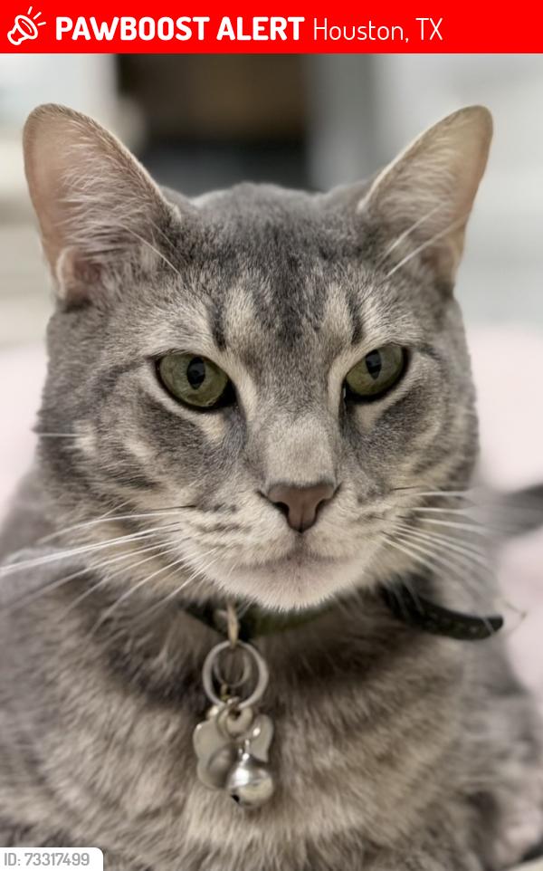 Lost Male Cat last seen FM 1960 W & Hwy 290, Houston, TX 77065