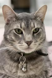 Lost Male Cat last seen FM 1960 W & Hwy 290, Houston, TX 77065