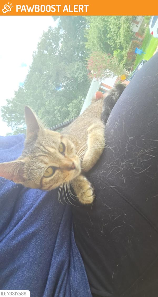 Found/Stray Unknown Cat last seen Old Baltimore pike, New Castle County, DE 19702