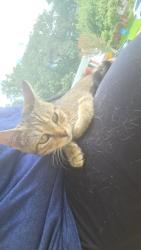 Found/Stray Unknown Cat last seen Old Baltimore pike, New Castle County, DE 19702