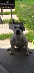Reunited Female Dog last seen 60th st west and Ave L8, Los Angeles County, CA 93536