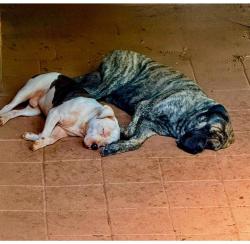 Reunited Male Dog last seen Near Long Branch Rd, Salisbury, NC 28147, USA, Salisbury, NC 28147