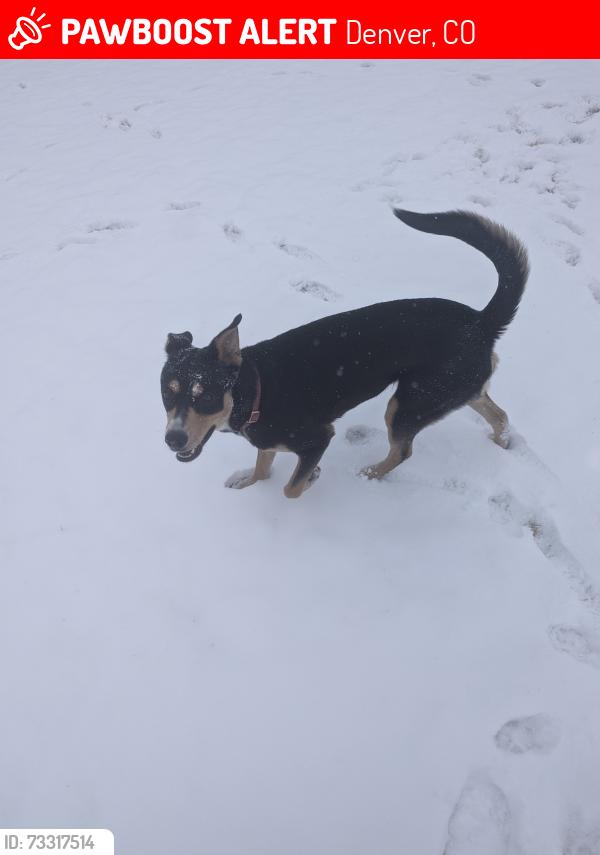 Lost Female Dog last seen Near hazel ct, Denver, CO 80219