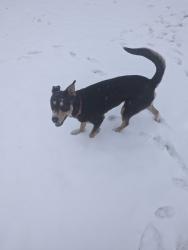 Lost Female Dog last seen Near hazel ct, Denver, CO 80219