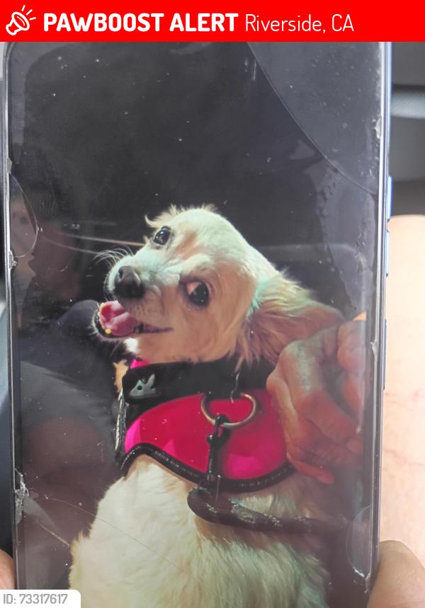 Lost Female Dog last seen Satsuma ave, Riverside, CA 92503