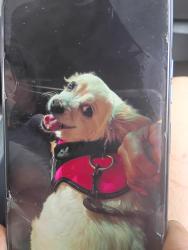 Lost Female Dog last seen Satsuma ave, Riverside, CA 92503