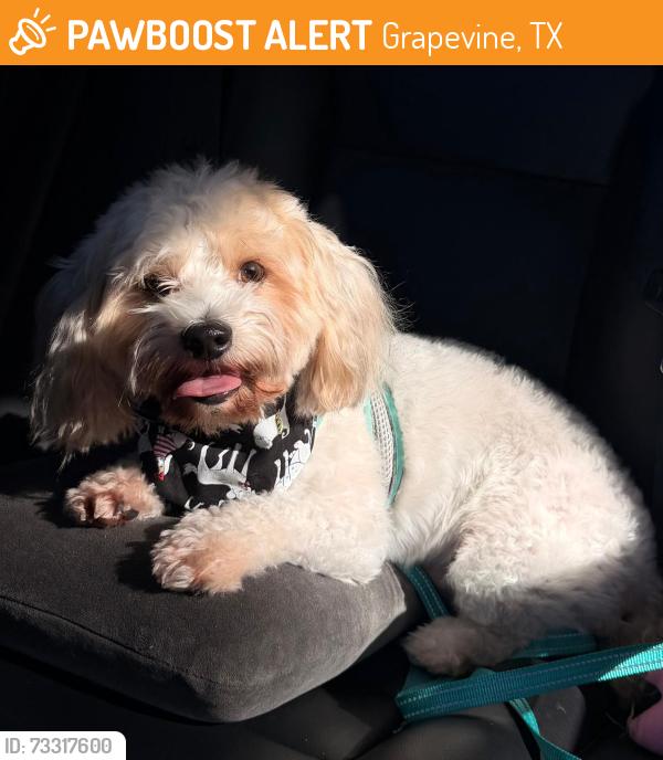 Found/Stray Male Dog last seen Oak Grove Park, Grapevine, TX 76051