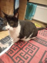 Reunited Male Cat last seen Inside gardens E17 6 SB, Greater London, England E17 6SB