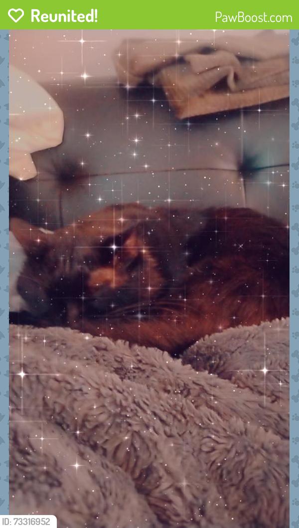 Reunited Male Cat last seen Near 4th Ave S Kent Washington 98032, Kent, WA 98032