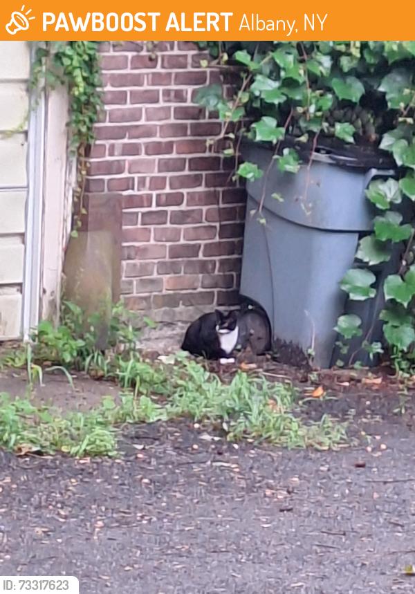 Found/Stray Unknown Cat last seen My backyard, Albany, NY 12203