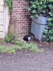Found/Stray Unknown Cat last seen My backyard, Albany, NY 12203