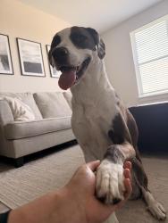 Reunited Female Dog last seen River park drive and District Lane, Chattanooga, TN 37406